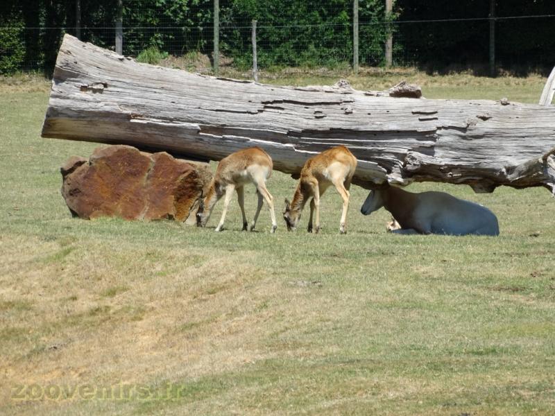 Oryx algazelle - Cobe de Mrs Gray