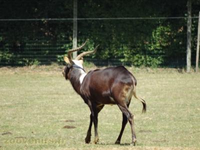 Cobe de Mrs Gray - 2016