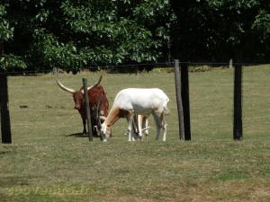 Oryx algazelle - Watussi