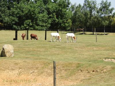 Oryx algazelle - Watussi - 2016