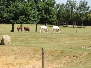 Oryx algazelle - Watussi