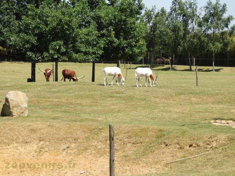 Oryx algazelle - Watussi