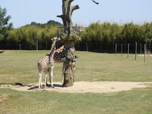 Girafe de Rothschild