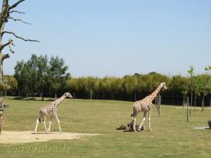 Girafe de Rothschild