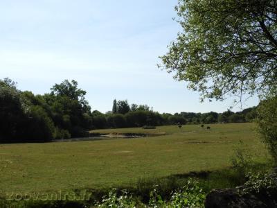 Rhinocéros blanc - Autruche - 2017
