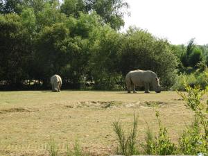 Rhinocéros blanc