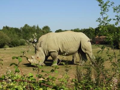 Rhinocéros blanc - 2017