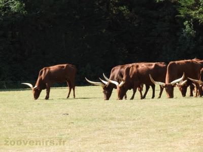 Bœuf Watussi - 2017