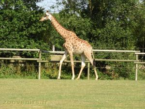 Girafe