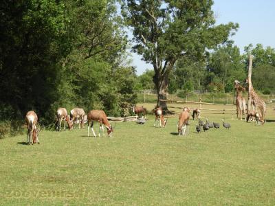 Damalisque - Girafe - 2017