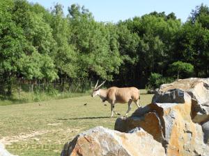 Eland du Cap