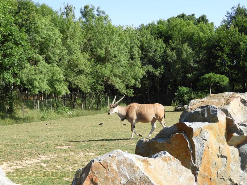 Eland du Cap