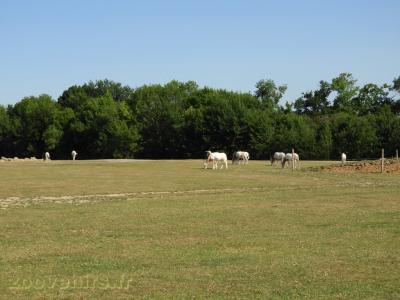 Oryx algazelle - 2017