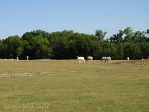Oryx algazelle 