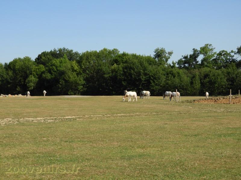 Oryx algazelle 