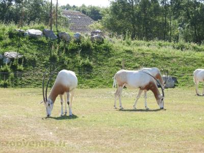 Oryx algazelle - 2017