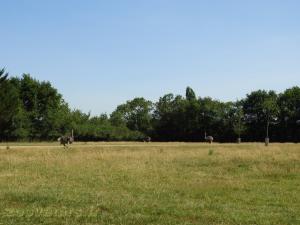 Addax - Autruche