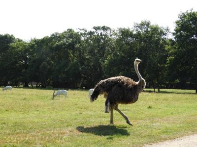 Autruche - Addax - 2017