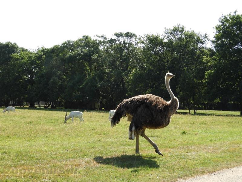 Autruche - Addax