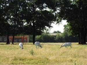 Addax