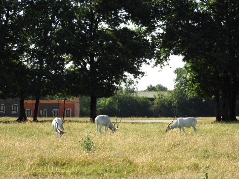 Addax