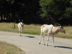 Addax