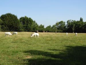 Addax - Autruche