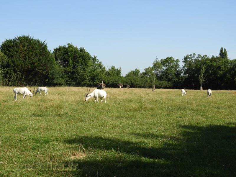 Addax - Autruche