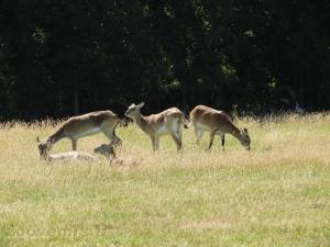 Impala