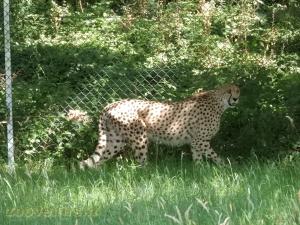 Guépard