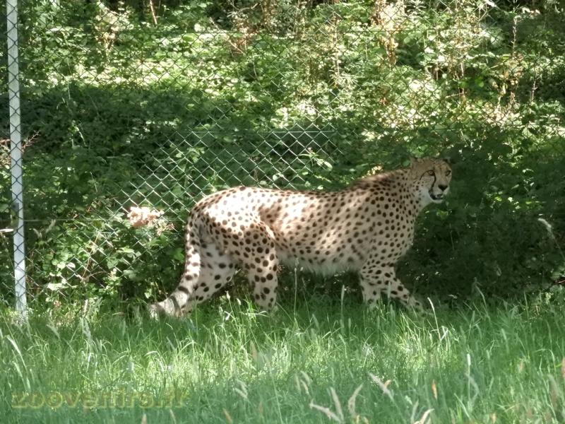 Guépard