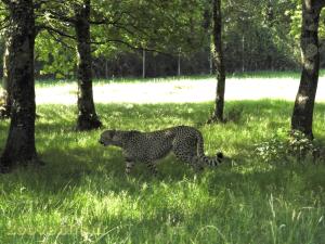 Guépard