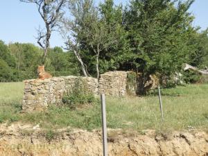 Dhole 