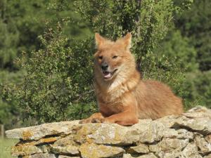 Dhole
