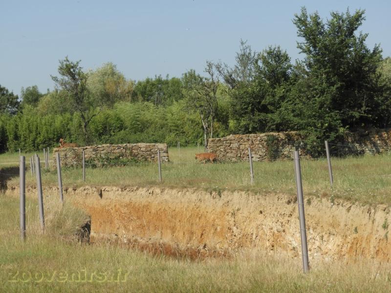 Dhole