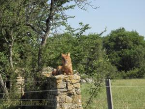 Dhole