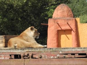 Lion 