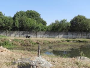 Ours baribal