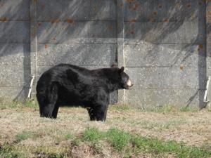 Ours baribal