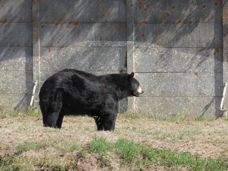 Ours baribal
