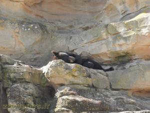 Ours baribal