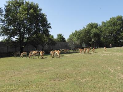 Cob de Lechwe - 2017