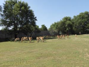Cob de Lechwe