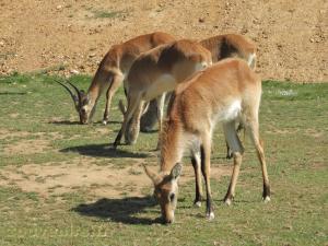 Cob de Lechwe