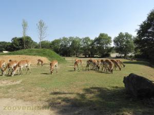Cob de Lechwe