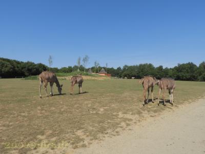 Grand koudou - 2017