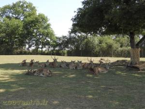 Cerf Axis