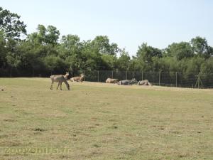 Nilgaut