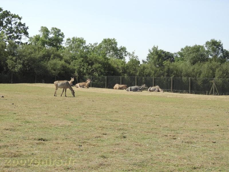 Nilgaut