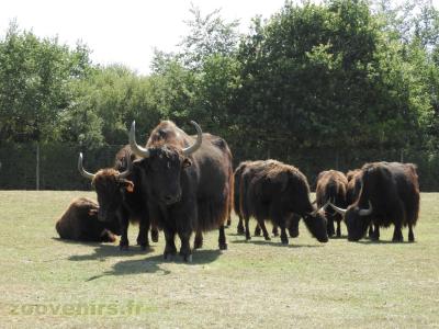 Yack du Tibet - 2017